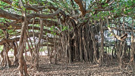 Banyan Trees The Ancient “walking” Tree Youve Never Heard Of