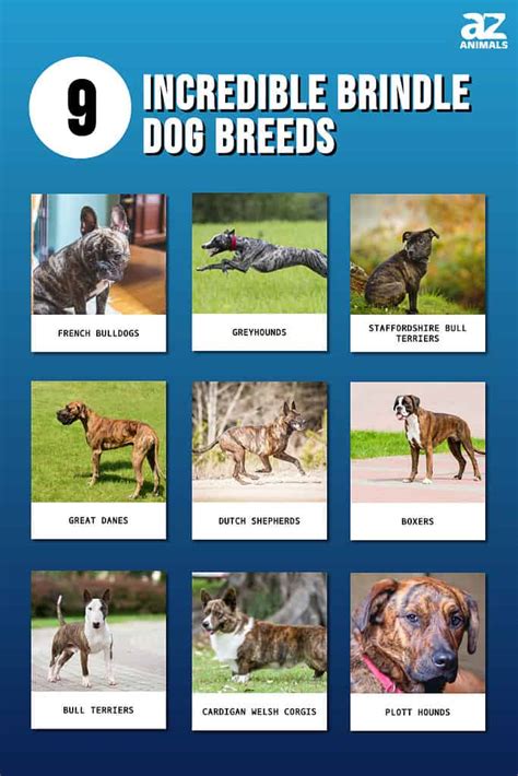 Meet 9 Incredible Brindle Dog Breeds A Z Animals