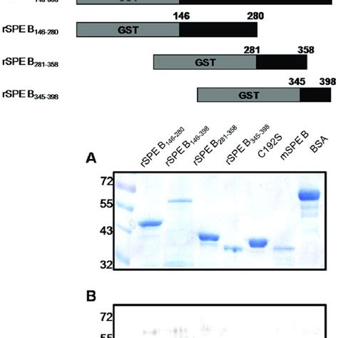 Expression Of Spe B Truncations Cloning And Expression Of Different Download Scientific