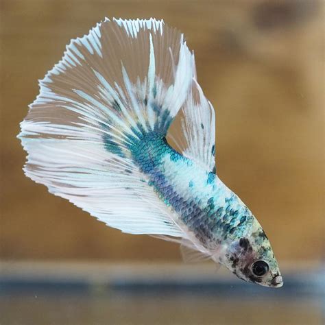 Live Male Halfmoon Tail Marble Betta Fish With Super Clean Fins