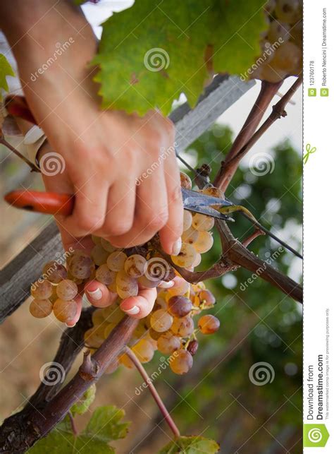 Bolgheri Toskana Italien Verarbeitung Der Weinberge Stockfoto