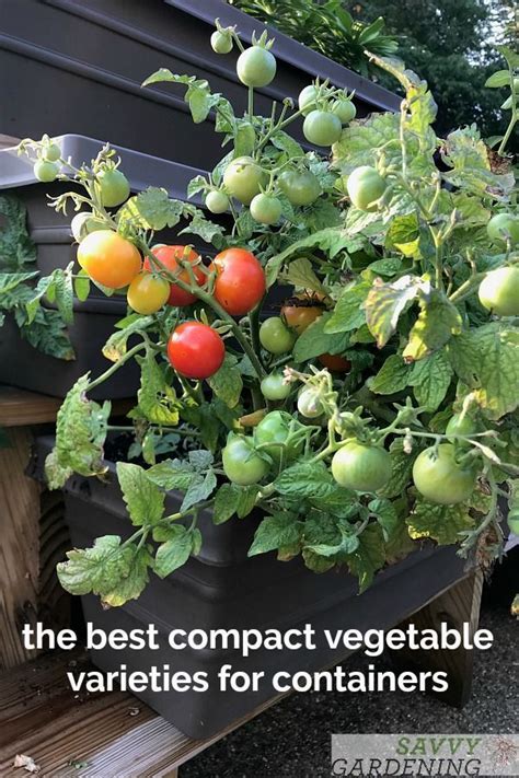 Container Vegetable Plants: The Best Varieties for Success | Container ...