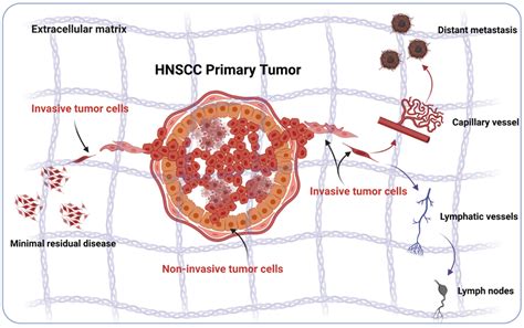 Cancers Free Full Text Epithelial To Mesenchymal Transition Derived