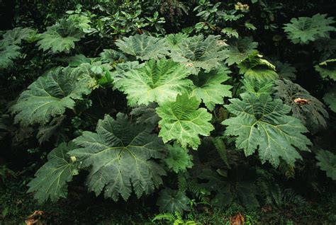 Gunnera Plant Photograph by Dr Morley Read/science Photo Library - Pixels