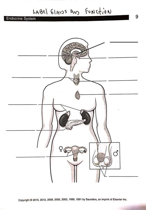 ENDOCRINE Diagram Part 2 Diagram Quizlet