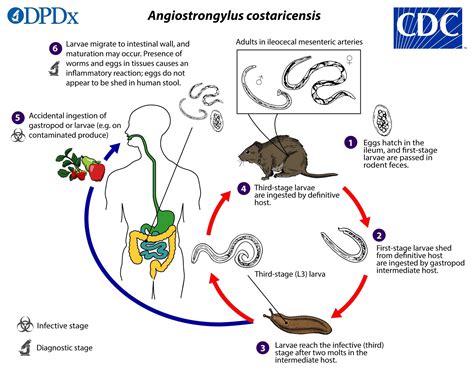 CDC DPDx Angiostrongylus Costaricensis