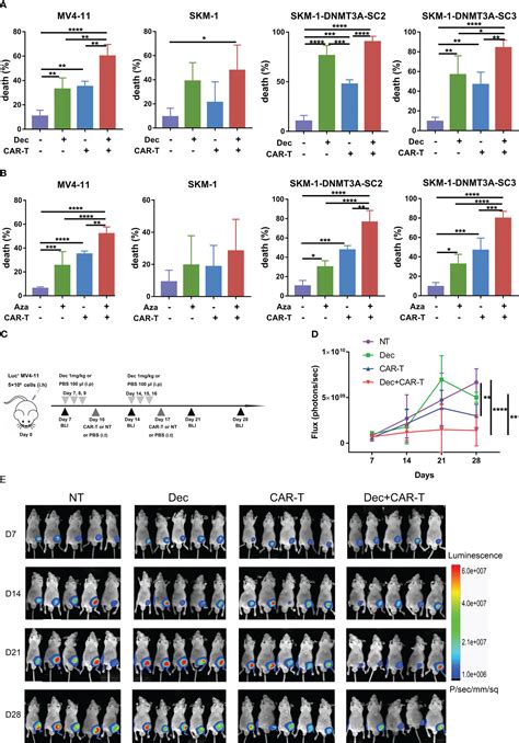 Frontiers Demethylating Therapy Increases Cytotoxicity Of CD44v6 CAR