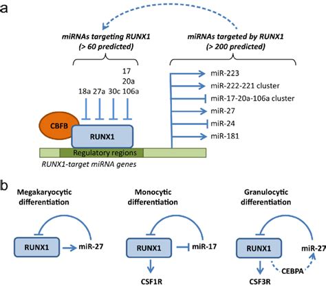 A Runx1 Is A Hub Of Mirnas Targeting Runx1 And Mirnas Targeted By