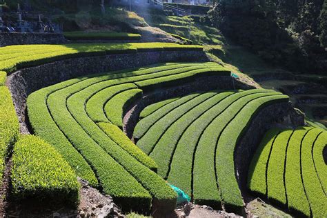 嬉野には茶畑でお茶を愉しめる場所がある「茶空間体験」で贅沢な時間を。｜editors Saga