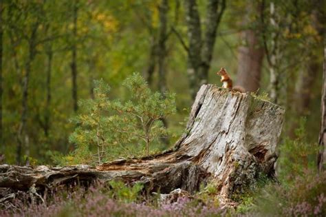 Top 5 Facts About Uk Woodlands Wwf