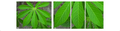 Healthy Cassava Leaf Images From The A Original Cassava Dataset And Download Scientific