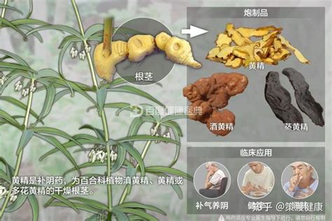 黄精：全面认识黄精药理作用研究进展。 知乎