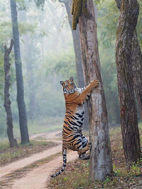 Tiger Safari India | Pugdundee Safaris blog