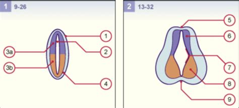 TP3 Nerfs Crâniens et Tronc Cérébral Karteikarten Quizlet