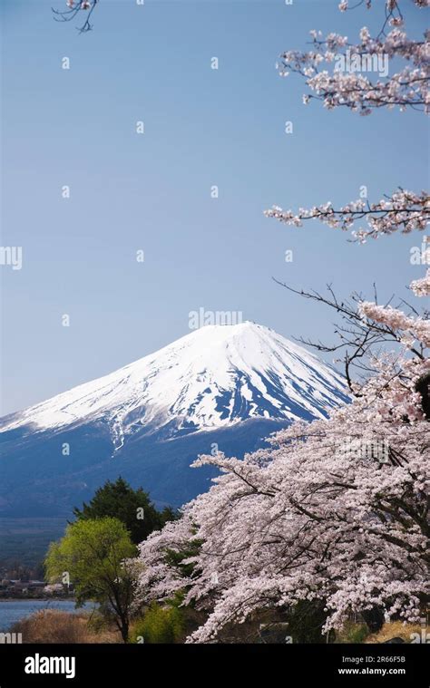 Fuji and cherry blossom from kawaguchi lake Stock Photo - Alamy