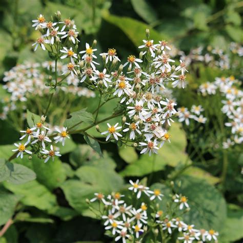 Big Leaved Aster Groundwork Illinois