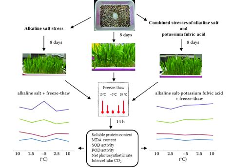 Graphical Schema Pod Peroxidase Sod Superoxide Dismutase Mda