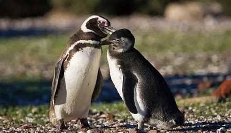 Si Los Pingüinos Están Adaptados Al Frío Por Qué Mueren De Hipotermia” Bbc News Mundo