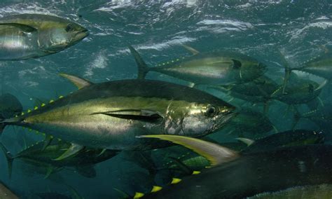 yellowfin_tuna_230597_Tuna_Species | Photos | WWF