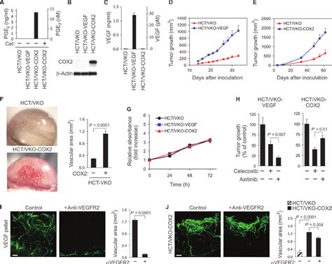 Expression Of Vegf Or Cox In Hct Vko Cells Promotes Tumorigenesis