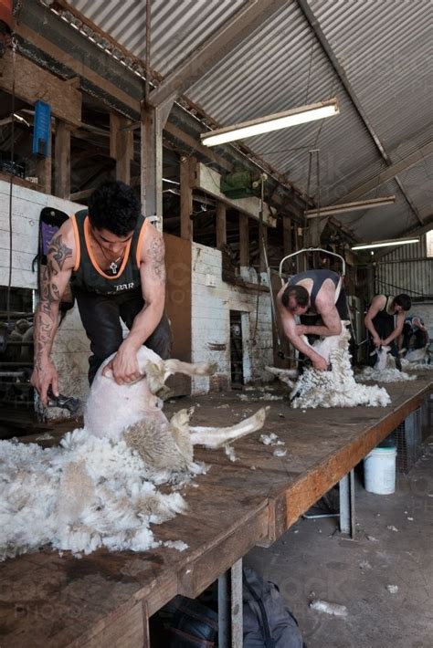 Shearers At Work In A Traditional Sheep Shearing Shed Austockphoto