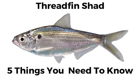 5 Things You Need To Know About Threadfin Shad Youtube