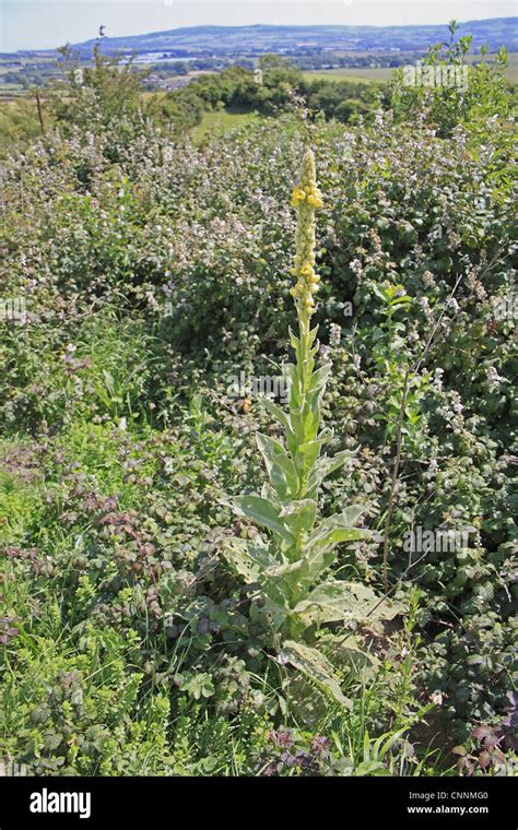 Great Mullein Verbascum Thapsus Flowering Growing On Chalk Downland