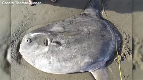 Rare Hoodwinker Sunfish Washes Up On California Beach