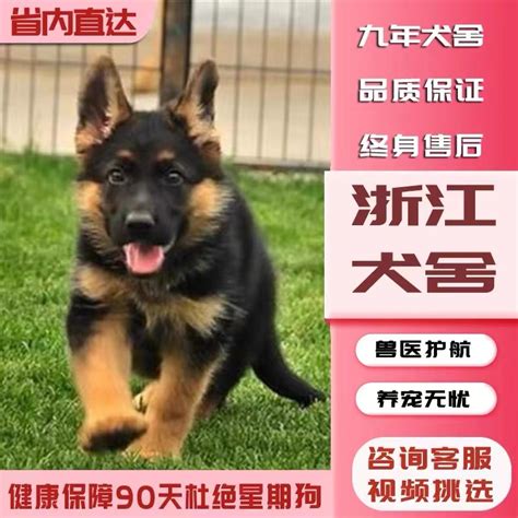 純種德牧幼犬黑背大型狼狗活體寵物狗狗黑狼犬警犬軍犬德國牧羊犬 Taobao