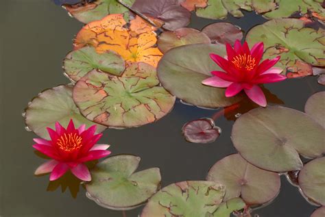 Two red water lilies HD wallpaper | Wallpaper Flare