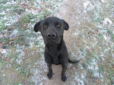 Chiot Labrador A Donner Ici Chien Bonheur