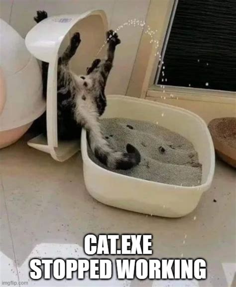 Cat Exe Imgflip