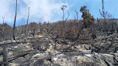 Update Kebakaran Hutan Jalur Pendakian Gunung Slamet Via Guci Api