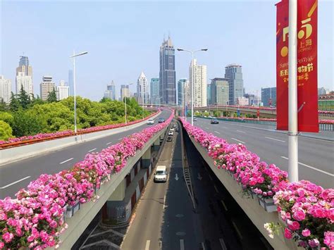 Chinese Roses Decorate Citys Elevated Roads Shine News