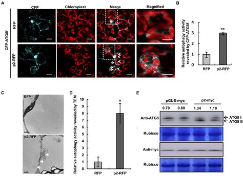 Frontiers Rice Stripe Virus P Protein Interacts With Atg And Is