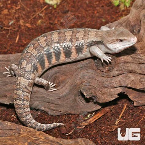 Baby Northern Blue Tongue Skinks For Sale Underground Reptiles