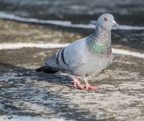 rock pigeon bird  photo  pixabay