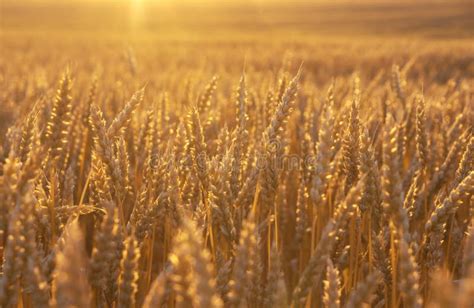 Campo De Trigo Dourado No Por Do Sol Foto De Stock Imagem De Cevada