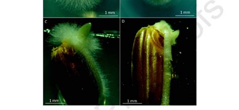 -Coleorhiza hair formation in a root hair mutant. (A) Coleorhiza hairs ...