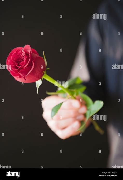 Hand holding red rose Stock Photo - Alamy