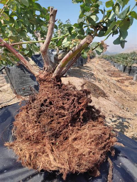 Lnd Importancia Del Enraizamiento En El Cultivo De Ar Ndano Novagro