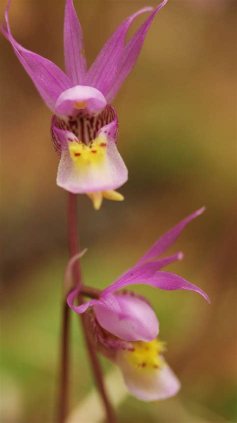 How Many Calypso Orchids Can We Find? | Journeying with Joy