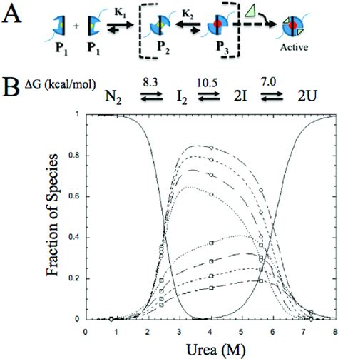 Assembly Of The Caspase Zymogen To The Homodimer A Assembly Model