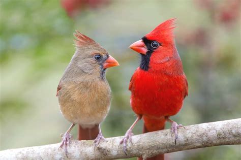 Male vs. Female Cardinals: What’s the Difference? - Bird Helpful