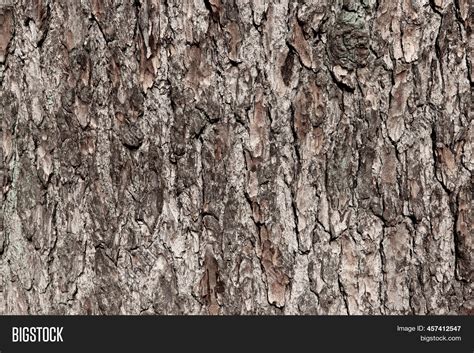 Background Brown Tree Image And Photo Free Trial Bigstock