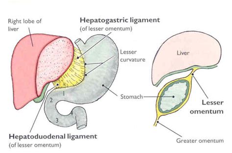 Abdominal Anatomy Greater Omentum Oustormcrowd