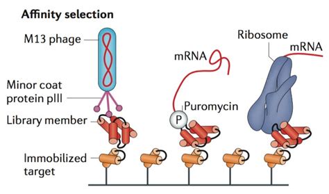 Selection For Binding Affinity Creative Biostructure