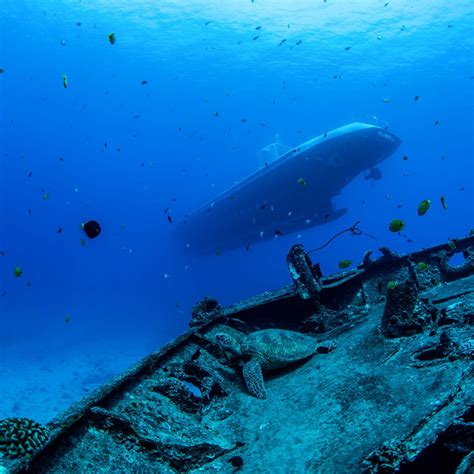 Atlantis Discovery Dive Tour On Oahu Waikiki Tours And Activities