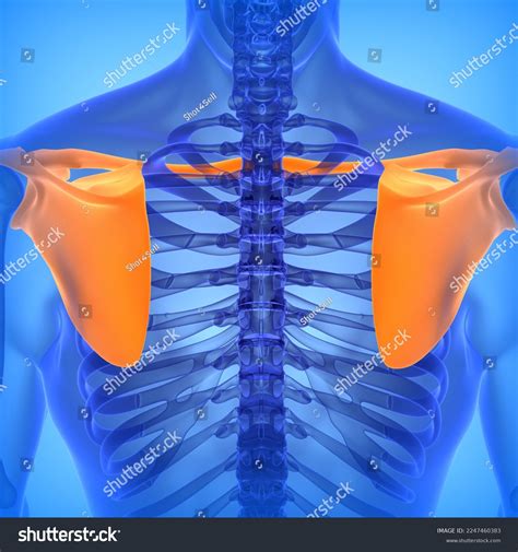 Human Scapula Clavicle Bone Anatomy Medical Stock Illustration ...