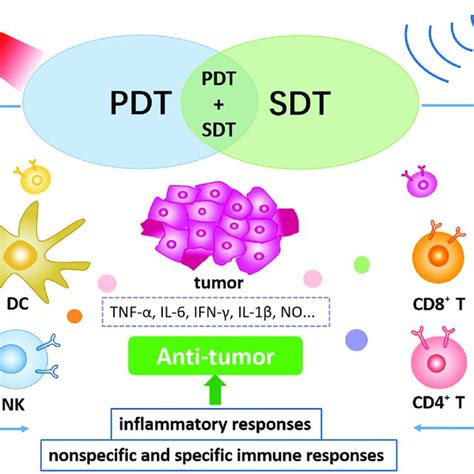 Summary Of Pdt Induced Antitumor Immune Responses Download Scientific Diagram